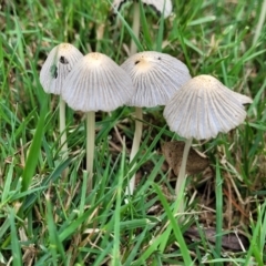 Coprinellus etc. (An Inkcap) at Lake Ginninderra - 10 Jan 2024 by trevorpreston