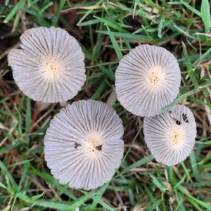 Coprinellus etc. at Lake Ginninderra - 10 Jan 2024