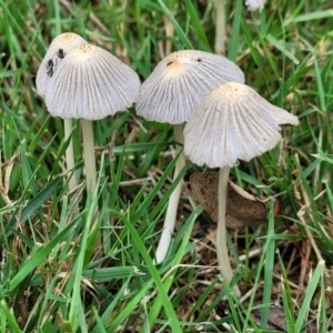 Coprinellus etc. at Lake Ginninderra - 10 Jan 2024