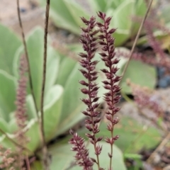 Tragus australianus (Small Burrgrass) at Belconnen, ACT - 9 Jan 2024 by trevorpreston