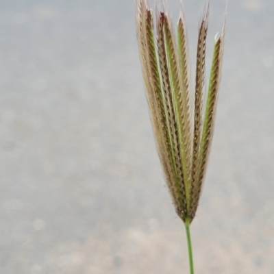 Chloris virgata (Feathertop Rhodes Grass) at Lyneham, ACT - 9 Jan 2024 by trevorpreston