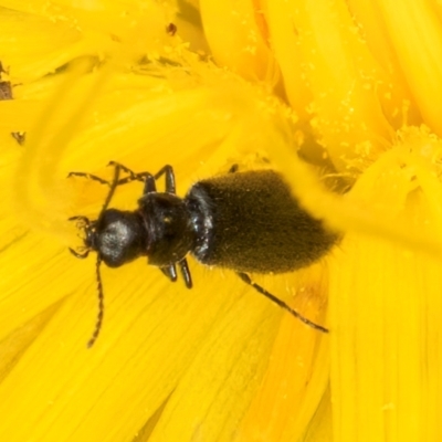 Dasytinae (subfamily) (Soft-winged flower beetle) at Evatt, ACT - 9 Jan 2024 by kasiaaus