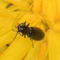 Dasytinae (subfamily) at Evatt, ACT - 9 Jan 2024