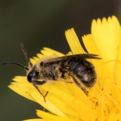 Unidentified Bee (Hymenoptera, Apiformes) at McKellar, ACT - 9 Jan 2024 by kasiaaus
