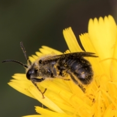 Lasioglossum (Chilalictus) lanarium (Halictid bee) at McKellar, ACT - 9 Jan 2024 by kasiaaus