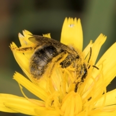 Lasioglossum (Chilalictus) sp. (genus & subgenus) (Halictid bee) at Croke Place Grassland (CPG) - 9 Jan 2024 by kasiaaus