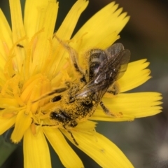 Lasioglossum (Chilalictus) sp. (genus & subgenus) at Croke Place Grassland (CPG) - 9 Jan 2024