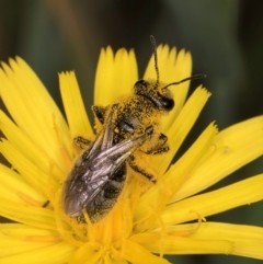 Lasioglossum (Chilalictus) sp. (genus & subgenus) at McKellar, ACT - 9 Jan 2024