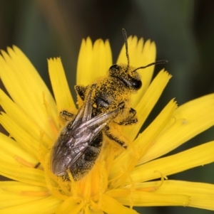 Lasioglossum (Chilalictus) sp. (genus & subgenus) at McKellar, ACT - 9 Jan 2024