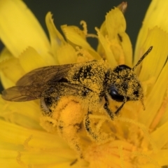 Lasioglossum (Chilalictus) sp. (genus & subgenus) at McKellar, ACT - 9 Jan 2024