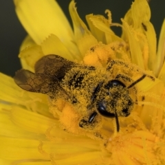 Lasioglossum (Chilalictus) sp. (genus & subgenus) at McKellar, ACT - 9 Jan 2024