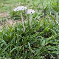 Coprinellus etc. (An Inkcap) at Hawker, ACT - 9 Jan 2024 by Margo