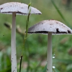 Coprinellus etc. at The Pinnacle - suppressed