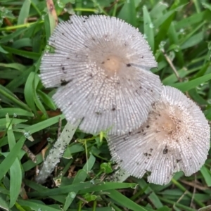 Coprinellus etc. at The Pinnacle - suppressed