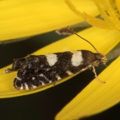 Glyphipterix chrysoplanetis (A Sedge Moth) at Croke Place Grassland (CPG) - 9 Jan 2024 by kasiaaus