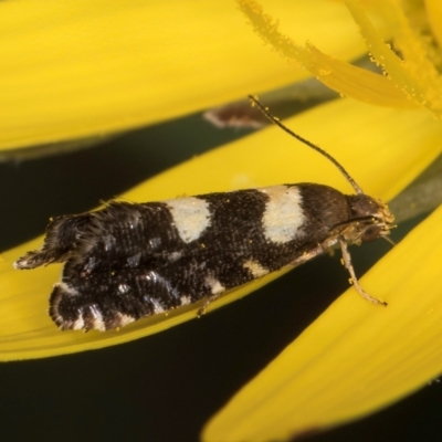 Glyphipterix chrysoplanetis (A Sedge Moth) at McKellar, ACT - 9 Jan 2024 by kasiaaus