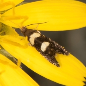 Glyphipterix chrysoplanetis at McKellar, ACT - 9 Jan 2024