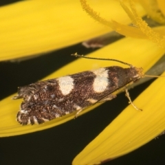 Glyphipterix chrysoplanetis at Croke Place Grassland (CPG) - 9 Jan 2024