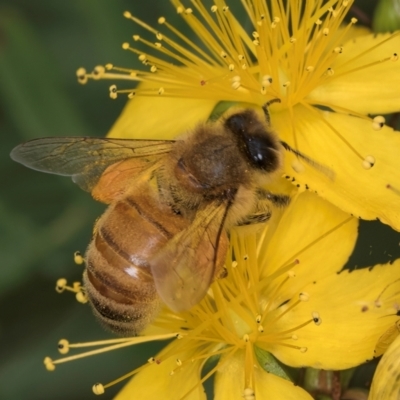 Apis mellifera (European honey bee) at Croke Place Grassland (CPG) - 9 Jan 2024 by kasiaaus