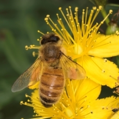 Apis mellifera at McKellar, ACT - 9 Jan 2024 12:00 PM