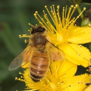 Apis mellifera at McKellar, ACT - 9 Jan 2024 12:00 PM