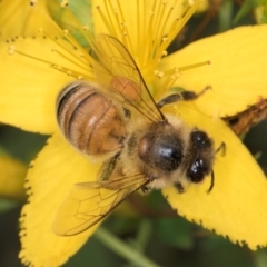 Apis mellifera at McKellar, ACT - 9 Jan 2024 12:00 PM