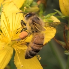 Apis mellifera at McKellar, ACT - 9 Jan 2024 12:00 PM