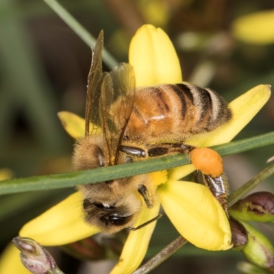 Apis mellifera (European honey bee) at Croke Place Grassland (CPG) - 9 Jan 2024 by kasiaaus