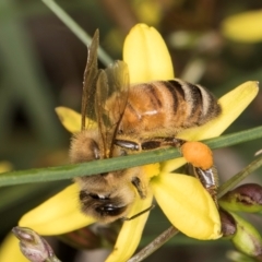 Apis mellifera (European honey bee) at Croke Place Grassland (CPG) - 9 Jan 2024 by kasiaaus