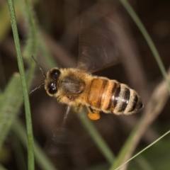 Apis mellifera at McKellar, ACT - 9 Jan 2024