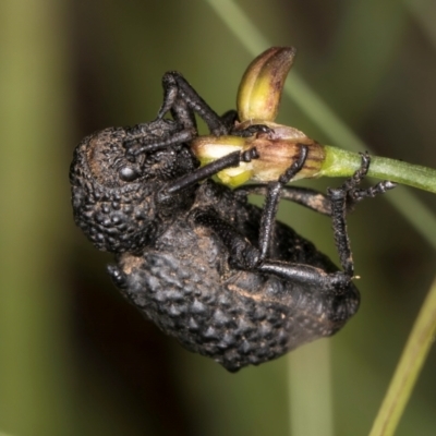 Sosytelus pithecius (Ground weevil) at Croke Place Grassland (CPG) - 9 Jan 2024 by kasiaaus