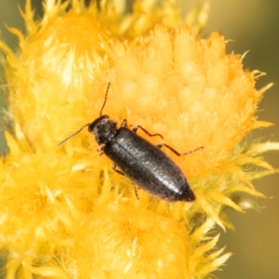 Dasytinae (subfamily) (Soft-winged flower beetle) at Croke Place Grassland (CPG) - 9 Jan 2024 by kasiaaus