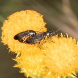 Dasytinae (subfamily) at McKellar, ACT - 9 Jan 2024 12:07 PM