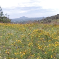 Hypericum perforatum (St John's Wort) at Tuggeranong Hill - 7 Jan 2024 by MichaelBedingfield