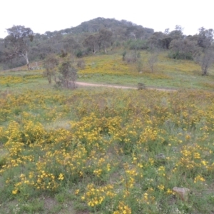 Hypericum perforatum at Tuggeranong Hill - 7 Jan 2024 05:58 PM