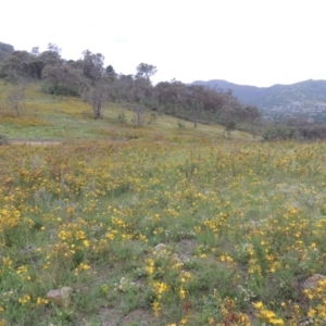 Hypericum perforatum at Tuggeranong Hill - 7 Jan 2024 05:58 PM