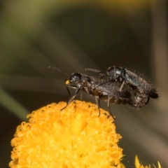 Dasytinae (subfamily) (Soft-winged flower beetle) at Croke Place Grassland (CPG) - 9 Jan 2024 by kasiaaus