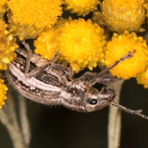 Naupactus leucoloma at McKellar, ACT - 9 Jan 2024