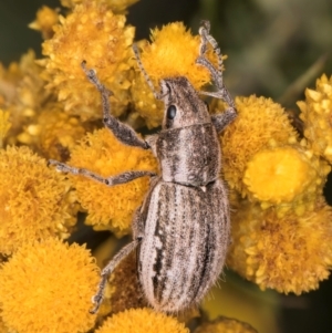 Naupactus leucoloma at Croke Place Grassland (CPG) - 9 Jan 2024