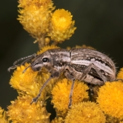 Naupactus leucoloma at McKellar, ACT - 9 Jan 2024