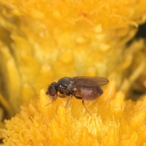 Muscoidea (super family) at Croke Place Grassland (CPG) - 9 Jan 2024