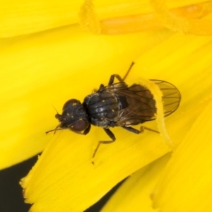 Muscoidea (super family) at Croke Place Grassland (CPG) - 9 Jan 2024