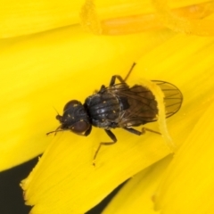 Unidentified Other true fly at McKellar, ACT - 9 Jan 2024 by kasiaaus