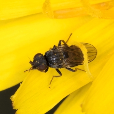 Unidentified Other true fly at McKellar, ACT - 9 Jan 2024 by kasiaaus