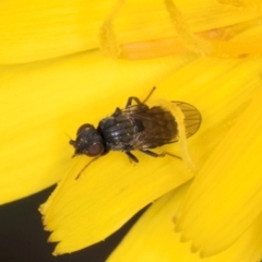 Muscoidea (super family) at Croke Place Grassland (CPG) - 9 Jan 2024