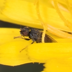 Muscoidea (super family) at Croke Place Grassland (CPG) - 9 Jan 2024