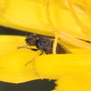 Muscoidea (super family) at Croke Place Grassland (CPG) - 9 Jan 2024