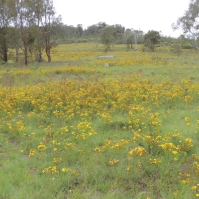 Hypericum perforatum (St John's Wort) at Tuggeranong Hill - 7 Jan 2024 by michaelb