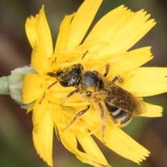 Lasioglossum (Chilalictus) sp. (genus & subgenus) (Halictid bee) at Croke Place Grassland (CPG) - 9 Jan 2024 by kasiaaus