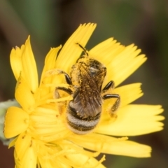 Lasioglossum (Chilalictus) sp. (genus & subgenus) at McKellar, ACT - 9 Jan 2024 12:17 PM